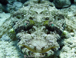 Faron island, Gulf of Aqaba, Egypt.
Crocodile Flathead (... by John Butler 